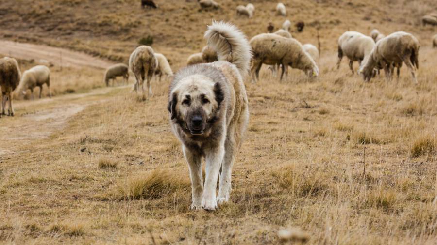 Herdenschutzhund mit Schafherde im Hintergrund (Beispielbild: iStock/MajaArgakijeva) 