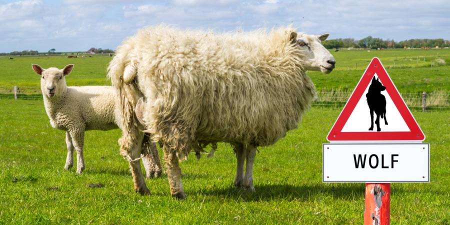 Zwei Schafe hinter einem Schild „Vorsicht Wolf“. (Symbolbild: Animaflora)