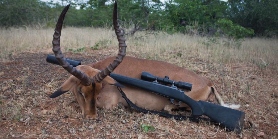 Ein in Afrika erlegter Impala-Bulle (Symbolbild: iStock/???? ??????)