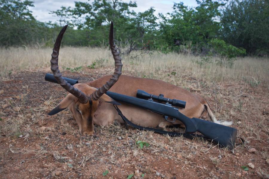 Ein in Afrika erlegter Impala-Bulle (Symbolbild: iStock/???? ??????)