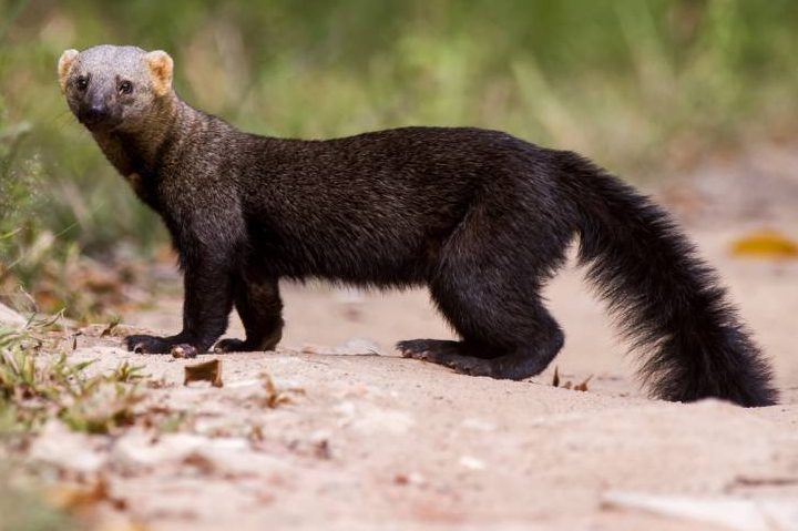 Eine Tayra schaut in die Kamera. (Foto: iStock/Leonardo Prest Mercon Ro)