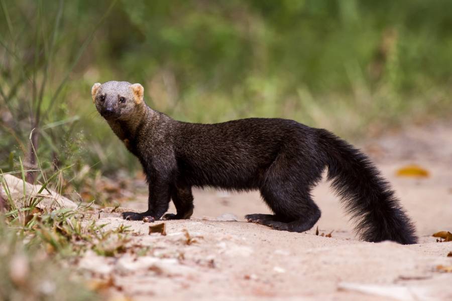 Eine Tayra schaut in die Kamera. (Foto: iStock/Leonardo Prest Mercon Ro)