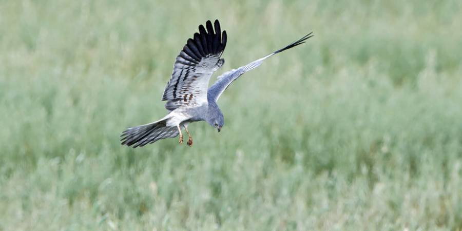 Im Tiefflug, mit V-förmig gehaltenen Flügeln und nur wenigen Flügelschlägen gaukelt die Wiesenweihe über Felder und Wiesen und unterscheidet sich so von Bussarden oder Falken. (Foto: iStock/ Denja1)