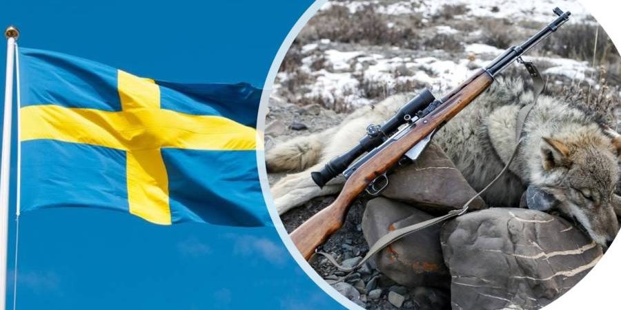 Schwedens Wölfen geht`s an den Pelz. (Symbolbild: Unif/iStock)