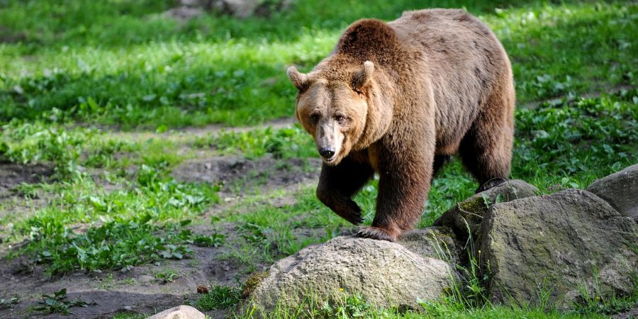 Ein Braunbär (Beispielbild: Mammiya)