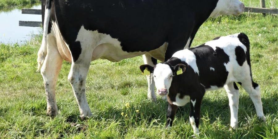 Eine Kuh mit ihrem Kalb (Symbolbild: Elsemargriet)