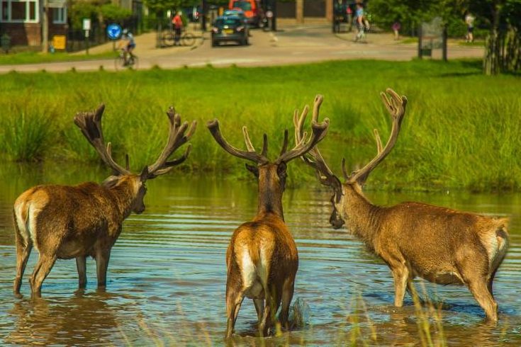 Junge Rothirsche müssen zwischen den gesetzlich festgelegten Rotwildgebieten wieder wandern dürfen. Hier drei Hirsche in einem Gewässer nahe einer Stadt stehend. (Symbolbild: Roman Grac)