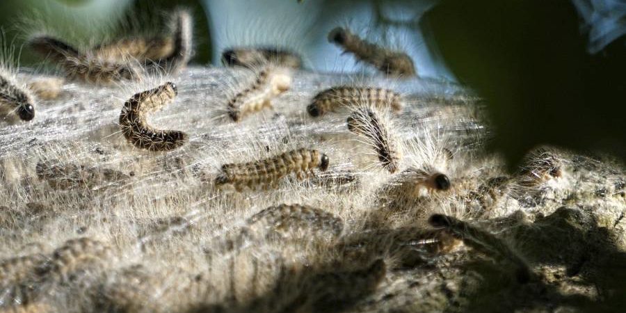 Die winzigen Mikrohaare des Eichenprozessionsspinners (EPS) können Hautreizungen und Allergien bis hin zu asthmaartigen Symptomen auslösen. (Symbolbild: LeeleeUusikuu)