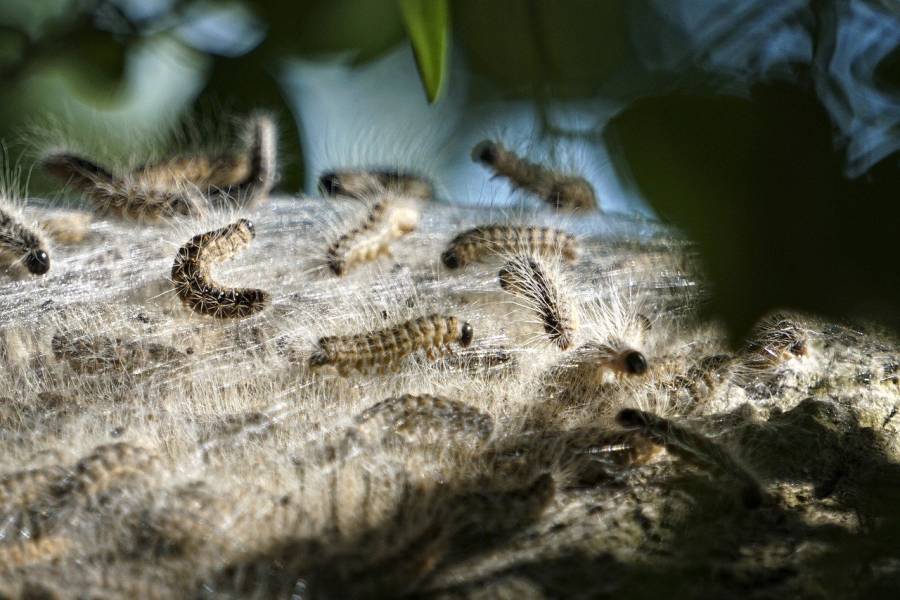 Die winzigen Mikrohaare des Eichenprozessionsspinners (EPS) können Hautreizungen und Allergien bis hin zu asthmaartigen Symptomen auslösen. (Symbolbild: LeeleeUusikuu)