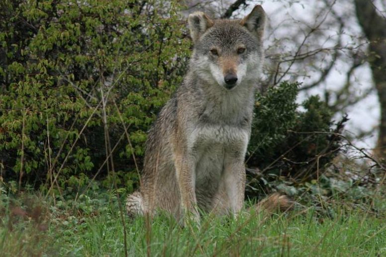 Ein sitzender Wolf (Symbolbild: Demetrios Perkas)