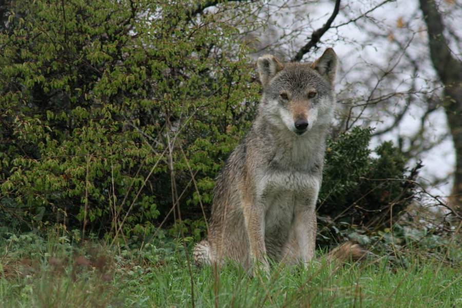 Ein sitzender Wolf (Symbolbild: Demetrios Perkas)
