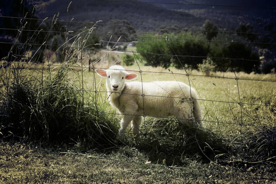 Lamm hinter einem Zaun (Symbolbild: Benjamin Nelan)