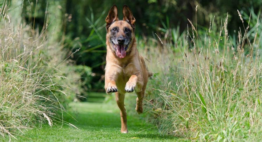 Malinois im vollen Lauf (Symbolbild: pixabay)