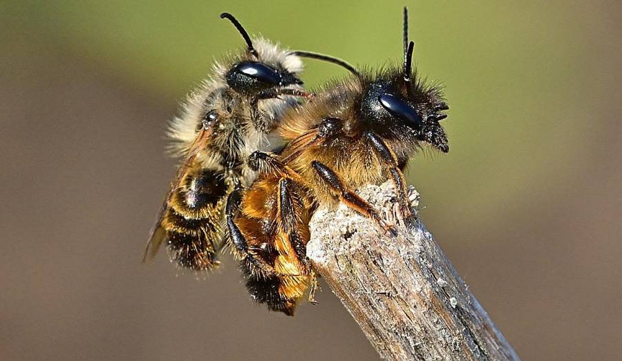 Wildbienen bei der Paarung (Foto: jggrz)
