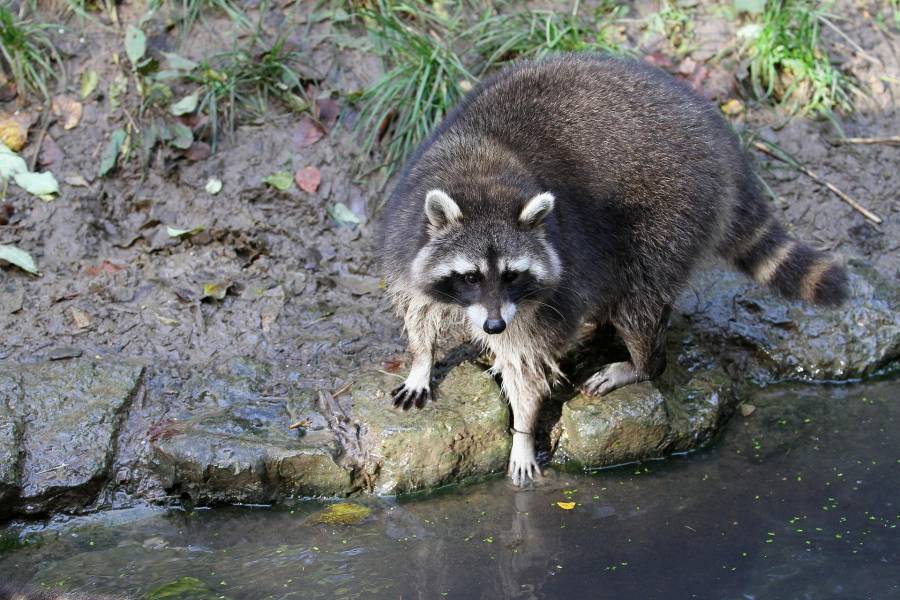 Waschbär bedroht isolierte Amphibienpopulation