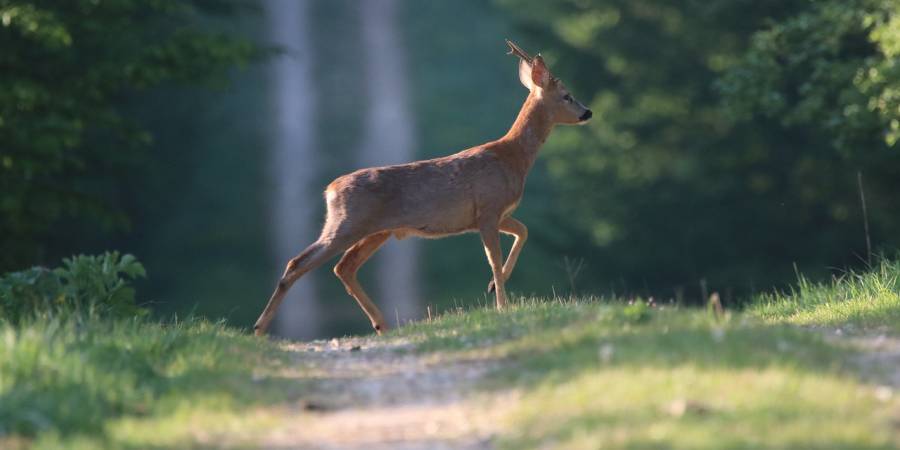 Ein Rehbock beim Überqueren eines Waldweges. (Symbolbild: nathalieburblis)