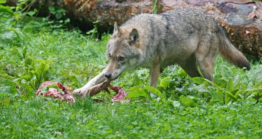 Ein Wolf am Riss (Symbolbild: Marcel Langthim)