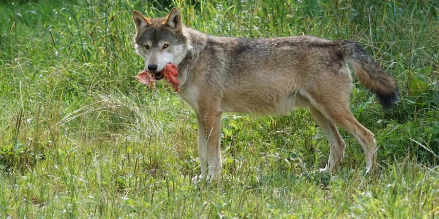 Ein Wolf mit einem Stück Fleisch im Fang (Symbolbild: Marcel Langthim)