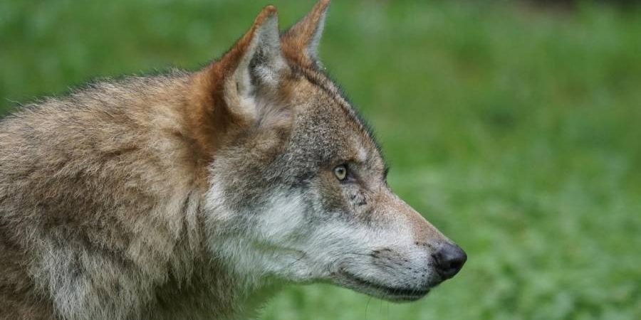 Ein Wolf (Symbolbild: Marcel Langthim)