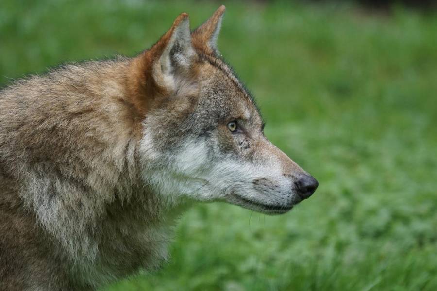 Ein Wolf (Symbolbild: Marcel Langthim)