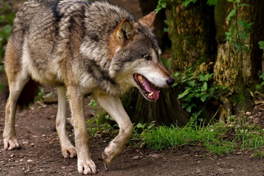 Ein Wolf (Symbolbild: Alexas_Fotos)