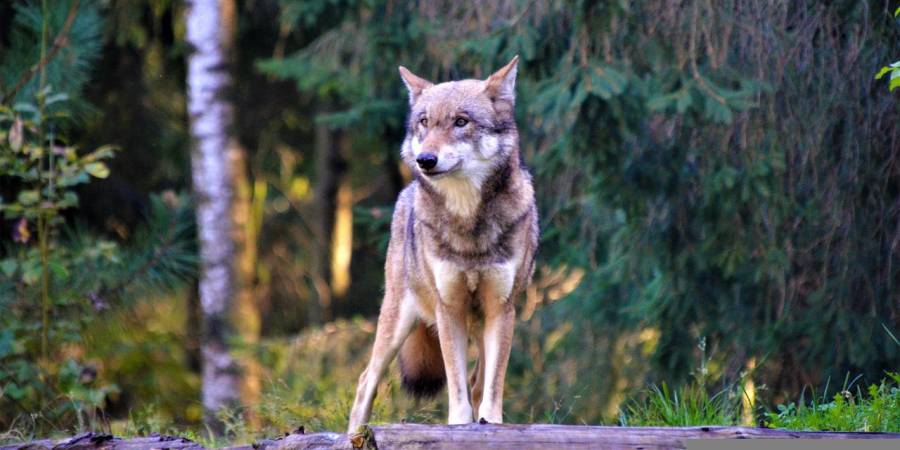 Der Wolf hatte zuvor 28 „geschützte“ Nutztiere im Schweizer Kanton Wallis gerissen