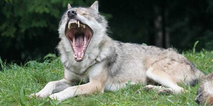 Ein Wolf (Symbolbild: Marcel Langthim)