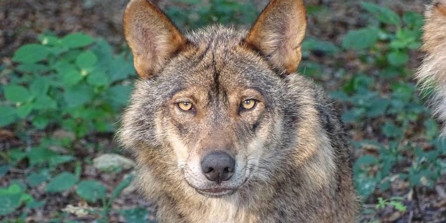 Ein Wolf (Symbolbild: 3Dinaani)