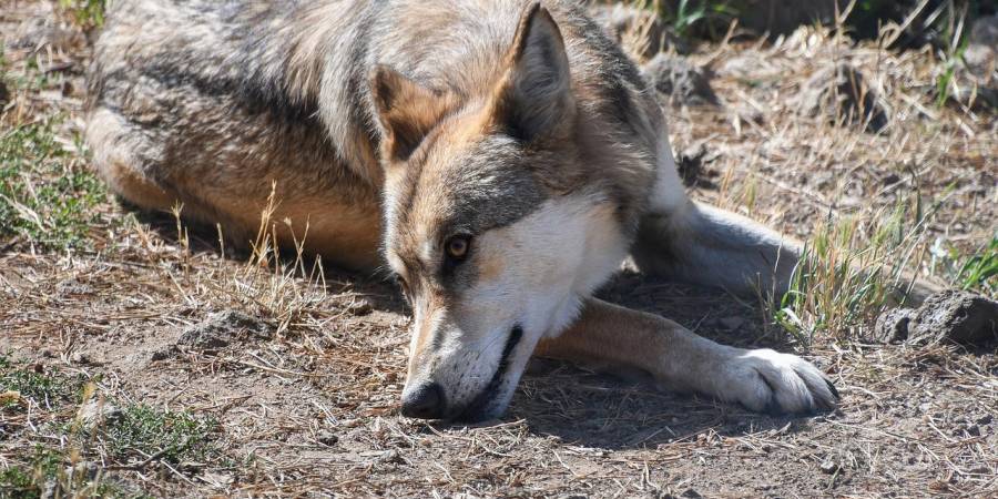 Wolf auf dem Boden liegend (Symbolbild: christels)