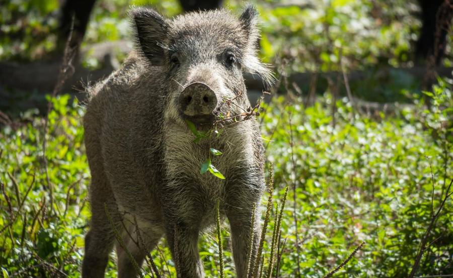 Ein Wildschwein (Symbolbild: Thomas B.)