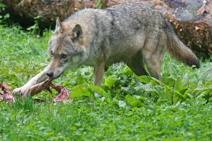 Ein Wolf am Riss (Symbolbild: Marcel Langthim)