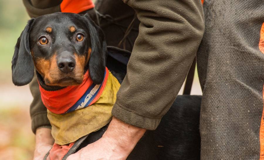 Der Jagdhund ist für den Jäger ein unersetzlicher Helfer, der in vielen Jagdsituationen erstaunliche Arbeit leistet und dessen Einsatz per Gesetz vorgeschrieben ist. (Foto: Mross/DJV)