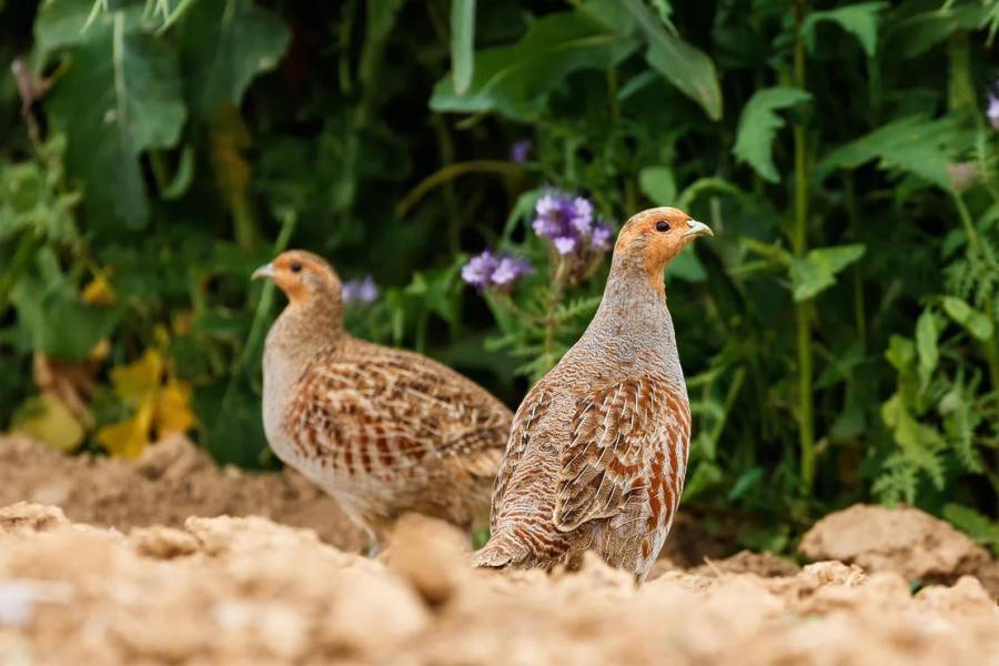 WILD-Monitoring: Rebhuhnvorkommen stabilisiert sich. (Quelle: Seifert/DJV)