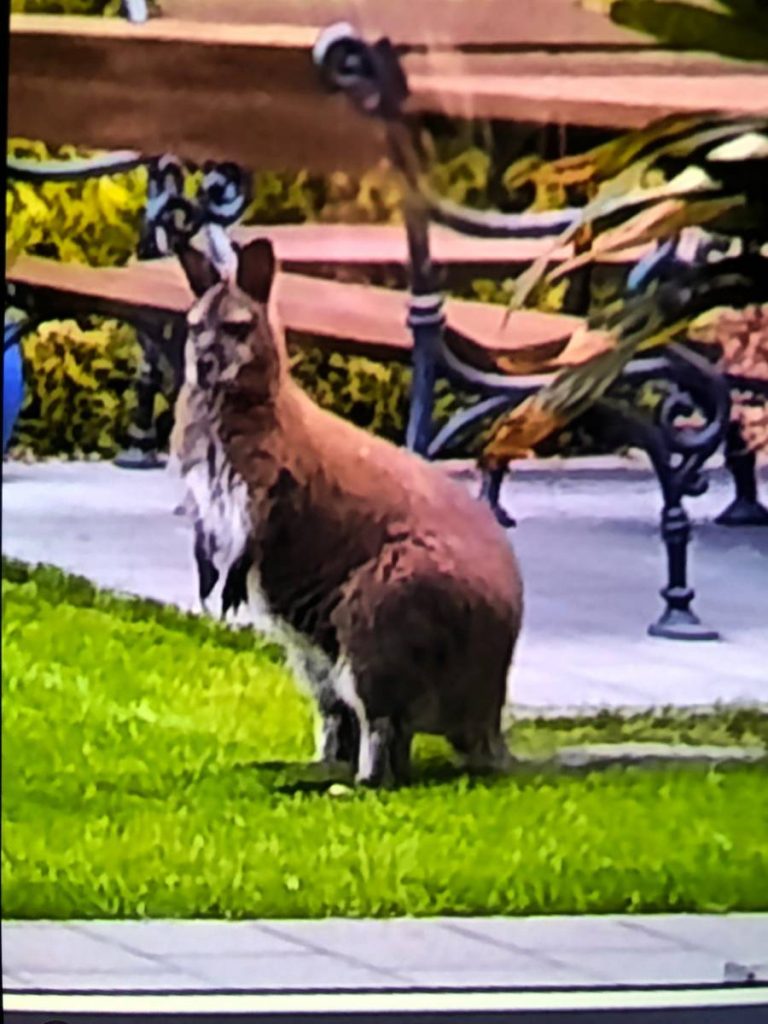 Das entlaufene Känguru (Foto: Polizei)