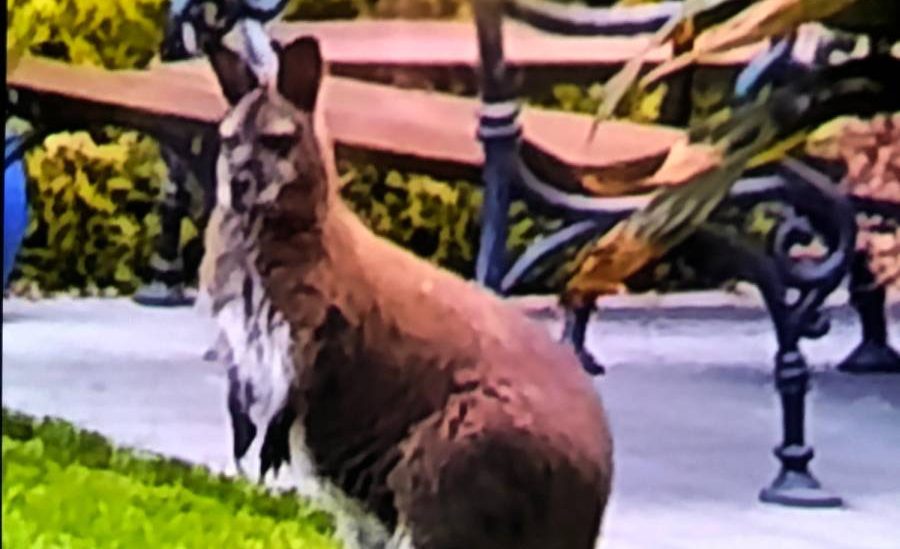 Das entlaufene Känguru (Foto: Polizei)