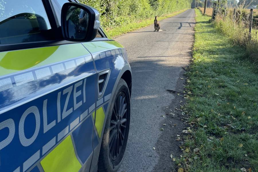 Das kleine Känguru mit einem Polizeiwagen auf einem asphaltierten Weg. (Foto: Polizei)