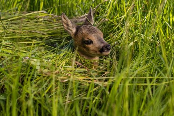 Die Zeit der Jungdwildrettung hat begonnen. Jetzt gilt es die jungen Wildtiere vor dem Mähwerk zu schützen, welchem sie oft noch nicht selbst entkommen können. (Foto: Pierre Johne/BJV)