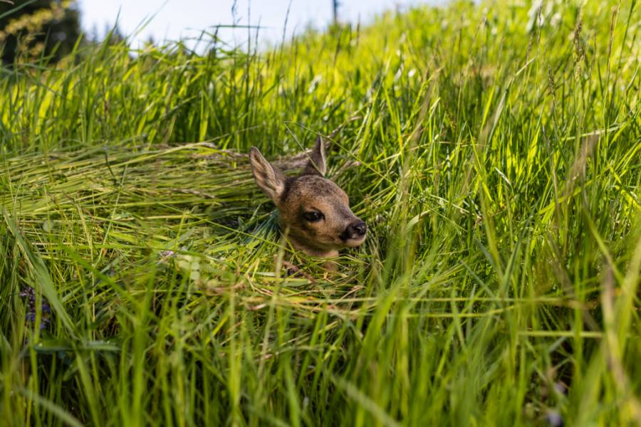 Die Zeit der Jungdwildrettung hat begonnen. Jetzt gilt es die jungen Wildtiere vor dem Mähwerk zu schützen, welchem sie oft noch nicht selbst entkommen können. (Foto: Pierre Johne/BJV)