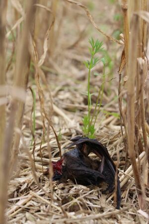 Schlagopfer einer Windkraftanlage (Foto: Christian Voigt, Leibniz-IZW)