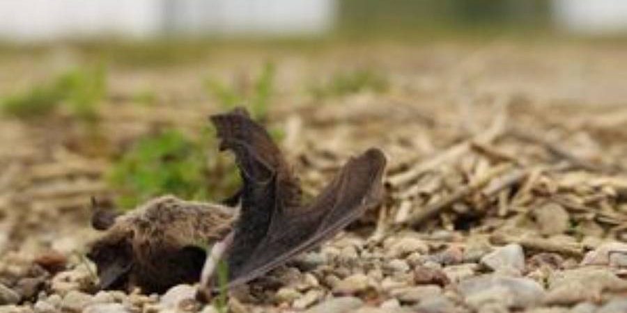Schlagopfer einer Windkraftanlage (Foto: Christian Voigt, Leibniz-IZW)
