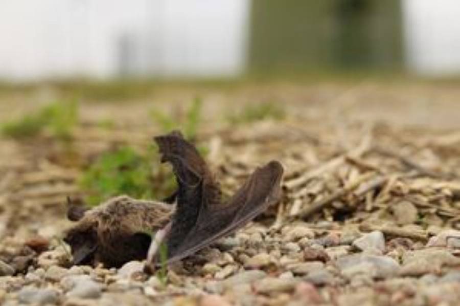 Schlagopfer einer Windkraftanlage (Foto: Christian Voigt, Leibniz-IZW)