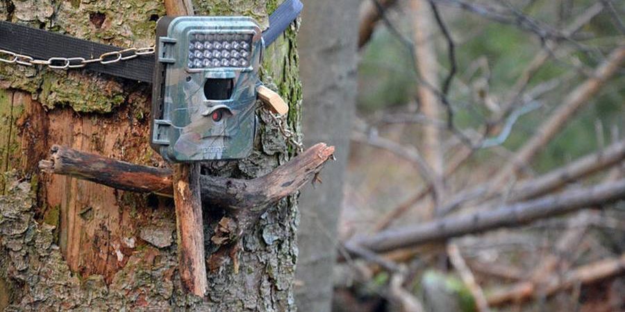 Die vorliegende gutachterliche Stellungnahme von Prof. Dr. Michael Brenner kommt zu dem Ergebnis, dass der Einsatz von Wildbeobachtungskameras in Hessen erlaubt ist. (Foto: Markus Stifter)