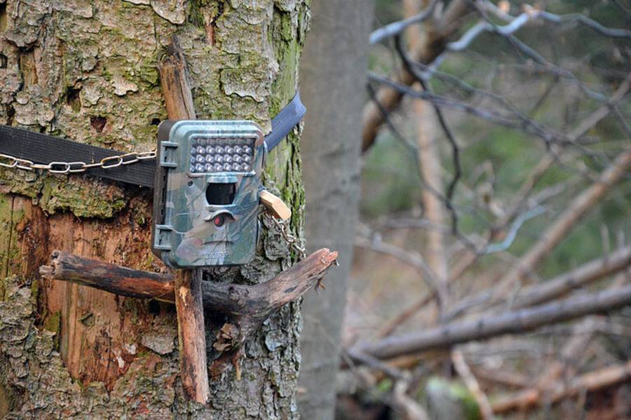 Die vorliegende gutachterliche Stellungnahme von Prof. Dr. Michael Brenner kommt zu dem Ergebnis, dass der Einsatz von Wildbeobachtungskameras in Hessen erlaubt ist. (Foto: Markus Stifter)