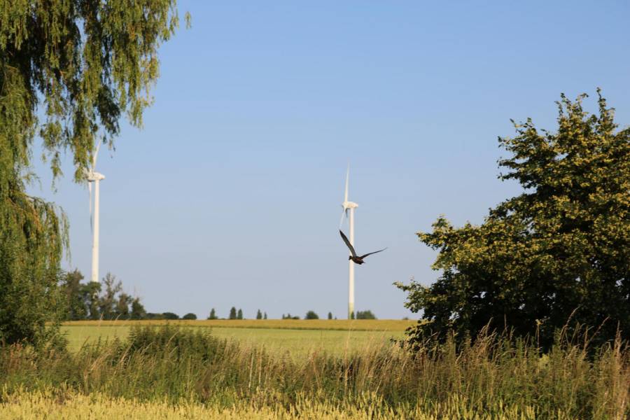 Auch beim Ausbau erneuerbarer Energien müssen die Belange der Wildtiere berücksichtigt werden. (Quelle: Martinsohn/DJV)