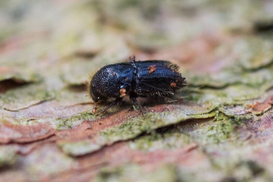 Ein Borkenkäfer (Foto: Wald und Holz NRW/Stefan Befeld)