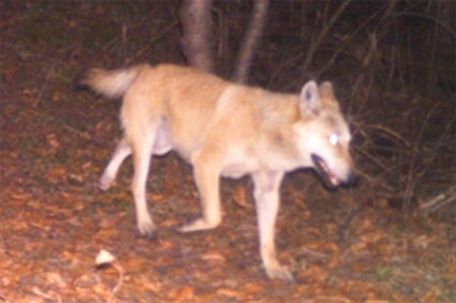Aufnahme des Wolfshybriden (Foto: Kanton GR)