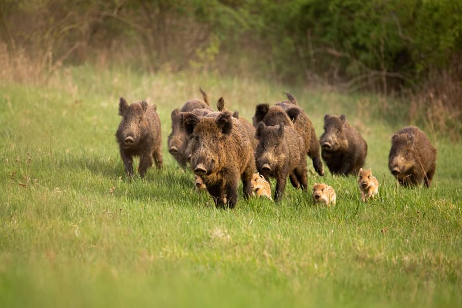 Eine Rotte Wildschweine (Symbolbild: iStock/JMrocek)