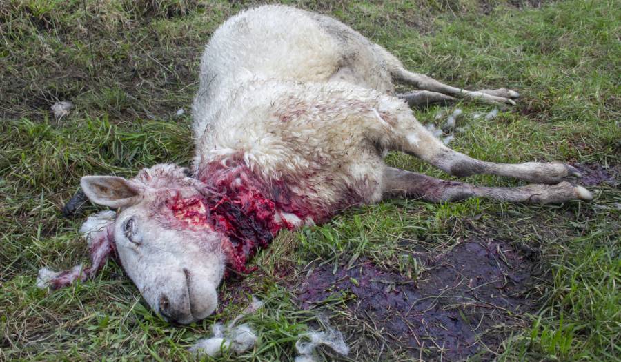 Gerissenes Schaf mit wolfstypischem Kehlbiss (Beispielbild: Manuel Fol Ordieres Garcia)