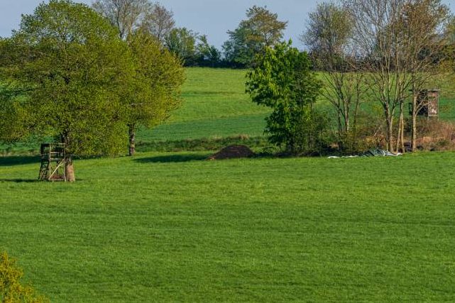 Hochsitz und Ansitzleiter auf einer mit Bäumen uns Sträuchern bestandenen Grünfläche. (Symbolbild: iStock/BerndBrueggemann)