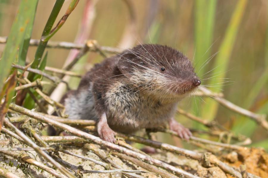 Eine Feldspitzmaus (Beispielbild: CreativeNature_nl)